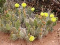 Desert wildflowers - Canyonlands National Park (Utah, USA)