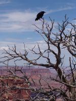 Raven on a tree - Canyonlands National Park (Utah, USA)