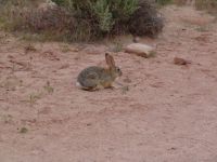 Rabbit - Arches National Park (Utah, USA)