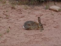 Rabbit - Arches National Park (Utah, USA)