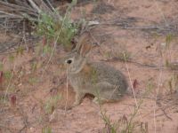 Baby rabbit - Arches National Park (Utah, USA)