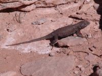 Lizard - Wilson Arch (Utah, USA)