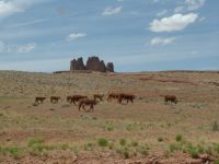 Cattle - Route 163 south (Utah, USA)