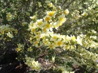 Wild flowers - Natural Bridges National Monument (Utah, USA)