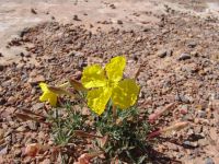 Wild flowers - Natural Bridges National Monument (Utah, USA)