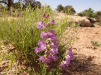 Wild flowers - Natural Bridges National Monument (Utah, USA)