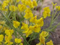 Wild flowers - Capitol Reef National Park (Utah, USA)