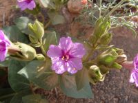 Wild flowers - Capitol Reef National Park (Utah, USA)
