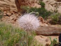 Wild flowers - Capitol Reef National Park (Utah, USA)