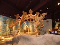 Stegosaurus skeleton - Utah Field House of Natural History State Park Museum (Utah, USA)