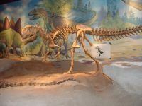 Velociraptor (?) skeleton - Utah Field House of Natural History State Park Museum (Utah, USA)