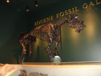Eocene mammal skeleton - Utah Field House of Natural History State Park Museum (Utah, USA)