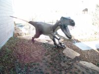 Velociraptor (?) model - Utah Field House of Natural History State Park Museum (Utah, USA)