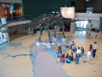 Lobby of the museum - Utah Field House of Natural History State Park Museum (Utah, USA)