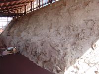 Dinosaur fossil wall - Dinosaur National Monument Museum (Utah, USA)