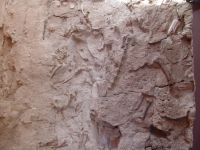 Dinosaur fossil wall - Dinosaur National Monument Museum (Utah, USA)