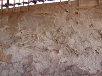 Dinosaur fossil wall - Dinosaur National Monument Museum (Utah, USA)