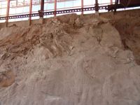 Dinosaur fossil wall - Dinosaur National Monument Museum (Utah, USA)