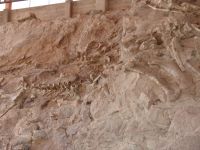 Dinosaur fossil wall - Dinosaur National Monument Museum (Utah, USA)