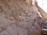Dinosaur fossil wall - Dinosaur National Monument Museum (Utah, USA)