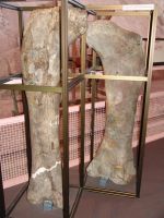 Dinosaur femurs - Dinosaur National Monument Museum (Utah, USA)