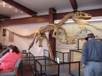 Theropod skeleton - Dinosaur National Monument Museum (Utah, USA)