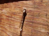 Dragonfly - Dinosaur National Monument (Utah, USA)