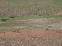 Bird of some sort - Wind Cave National Park (South Dakota, USA)