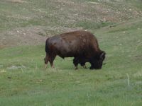Bison - Wind Cave National Park (South Dakota, USA)