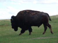 Bison - Wind Cave National Park (South Dakota, USA)