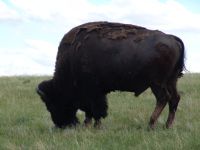 Bison - Wind Cave National Park (South Dakota, USA)