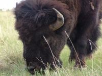 Bison close up - Wind Cave National Park (South Dakota, USA)