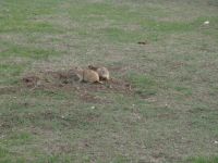 Prairie Dogs - Wind Cave National Park (South Dakota, USA)