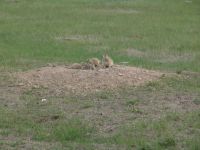 Prairie Dogs - Wind Cave National Park (South Dakota, USA)