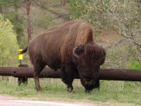 Bison - Wind Cave National Park (South Dakota, USA)