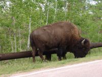 Bison - Wind Cave National Park (South Dakota, USA)