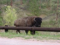 Bison - Wind Cave National Park (South Dakota, USA)