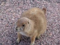 Prairie Dog - Wind Cave National Park (South Dakota, USA)