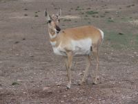 Pronghorn antelope - Custer State Park (South Dakota, USA)