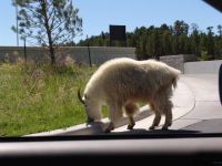A mountain goat! - Mount Rushmore National Memorial (South Dakota, USA)