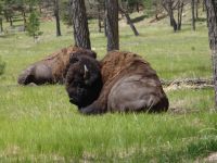 Bison - Custer State Park (South Dakota, USA)