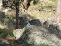 Blue bird - Devil's Tower (Wyoming, USA)