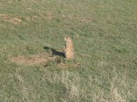 Prairie dog - Devil's Tower (Wyoming, USA)