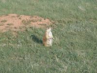 Prairie dog - Devil's Tower (Wyoming, USA)