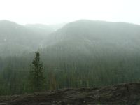 Snow falling in the forest - Route 14 west (Wyoming, USA)