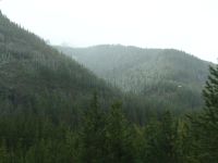 Snow falling in the forest - Route 14 west (Wyoming, USA)