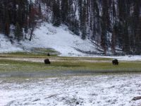 Bison grazing in the snow - Yellowstone National Park (Wyoming, USA)
