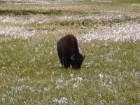 Bison - Yellowstone National Park (Wyoming, USA)