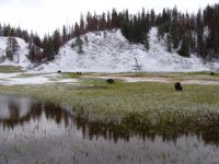 Bison grazing in the snow - Yellowstone National Park (Wyoming, USA)