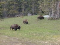 Bison - Yellowstone National Park (Wyoming, USA)